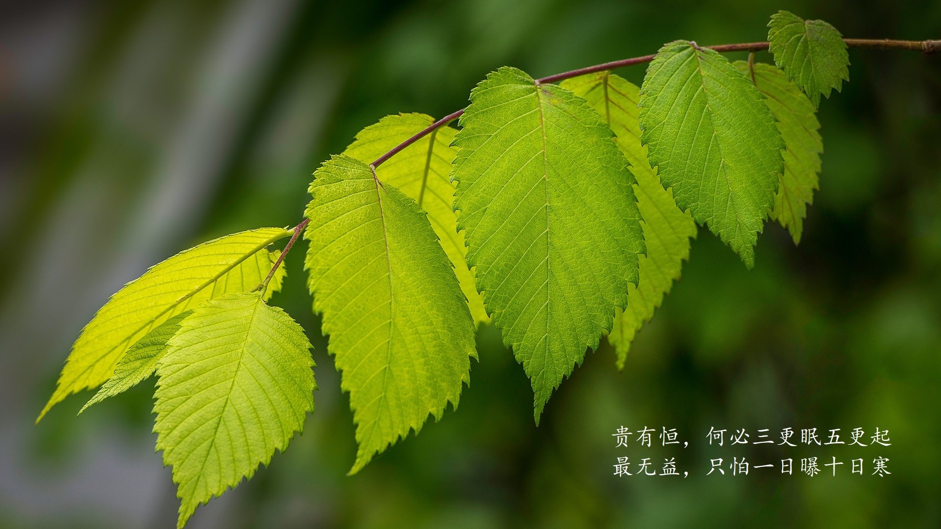 _森林狼团队出色，逐渐逼近季后赛_，森林狼队比赛