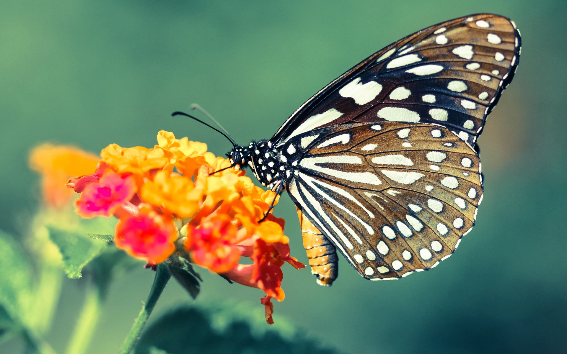 篮球社会项目 Hoops For Green 激发社区环保创新,社区篮球运动