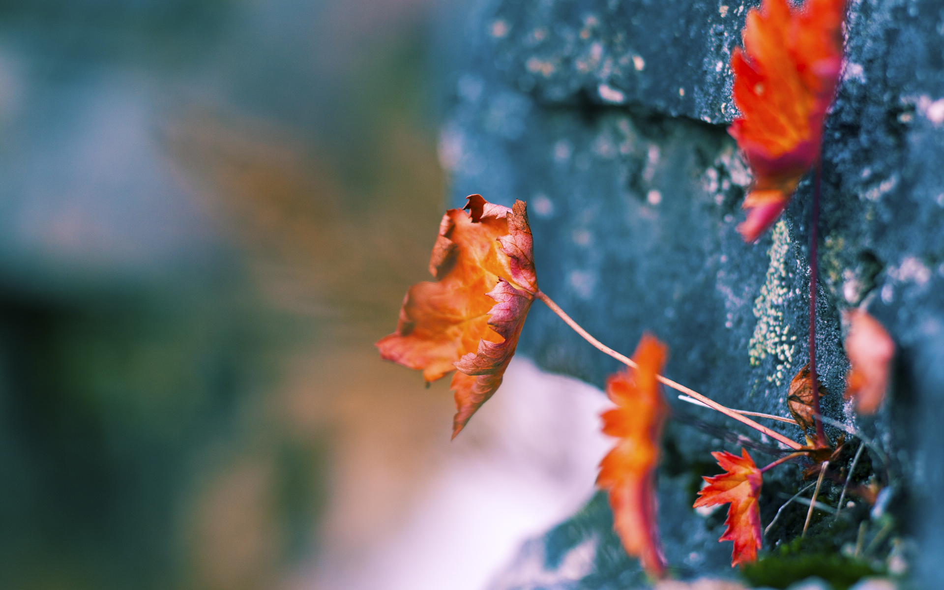 自由泳200米配速图显示“负分段战术”成主流